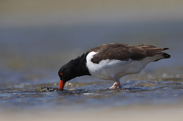 oystercatcher17