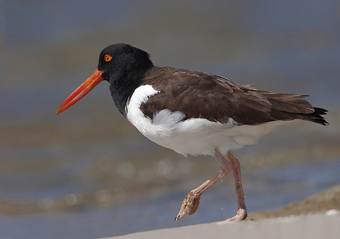 oystercatcher18