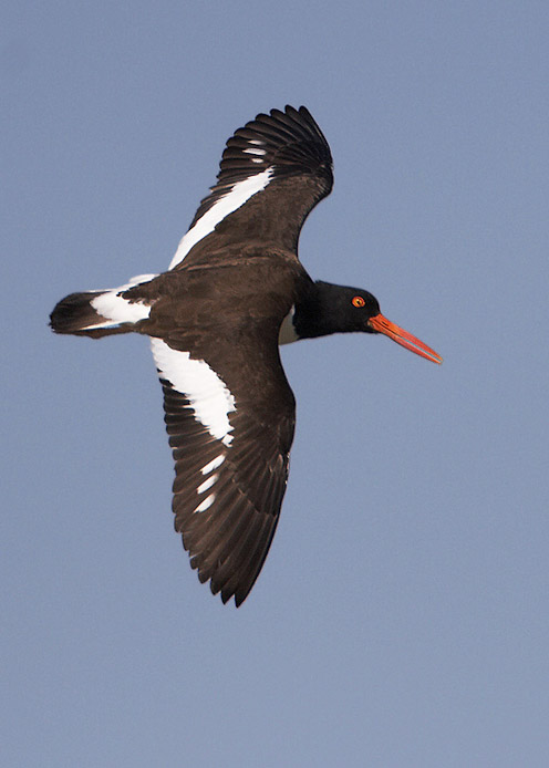 oystercatcher19