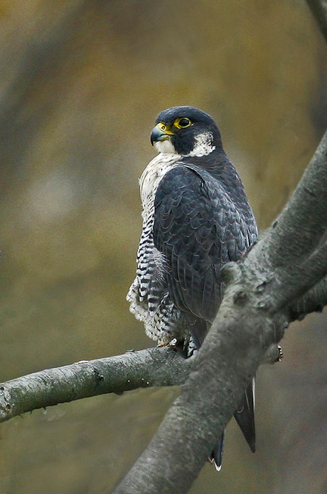 peregrine01