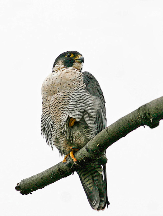 peregrine02