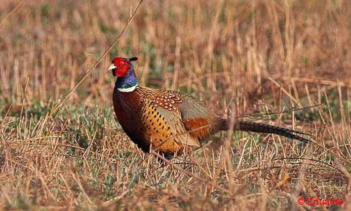 pheasant1