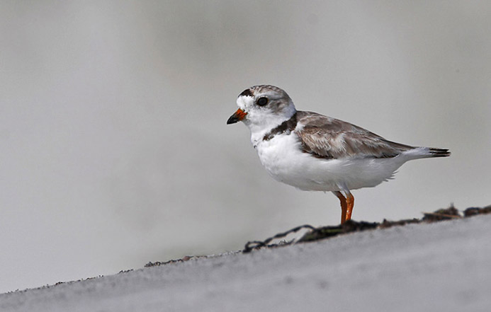 pipingplover01