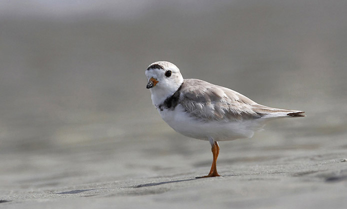 pipingplover02