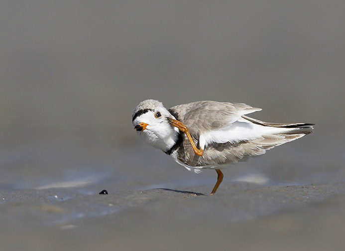 pipingplover04