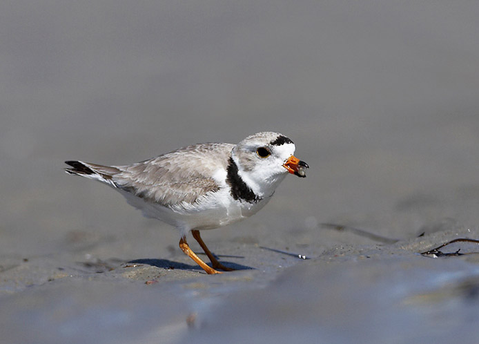 pipingplover05