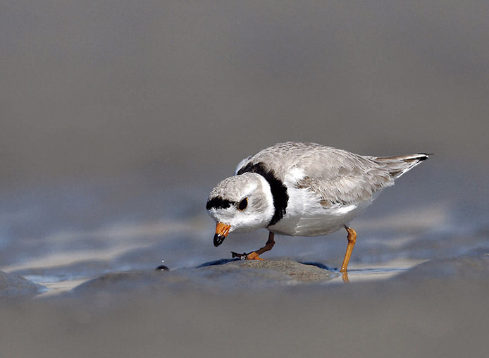 pipingplover06