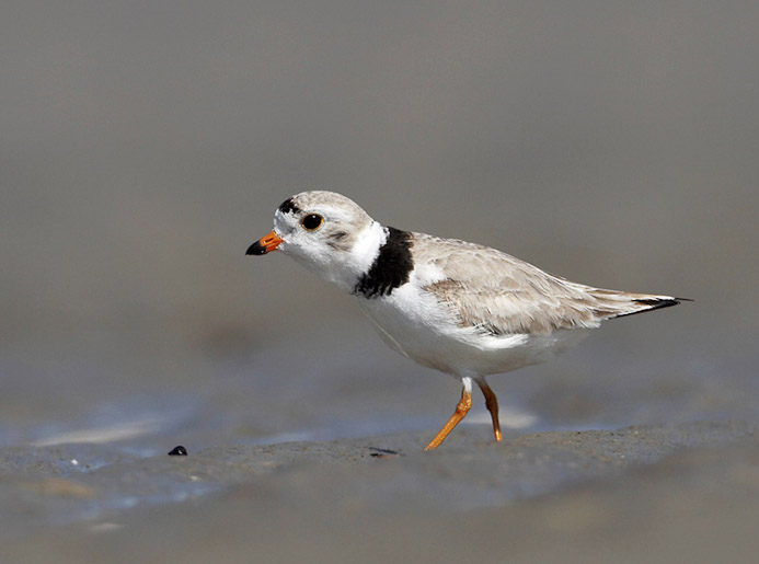 pipingplover07