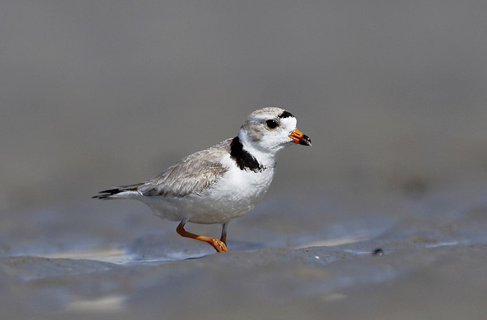 pipingplover08