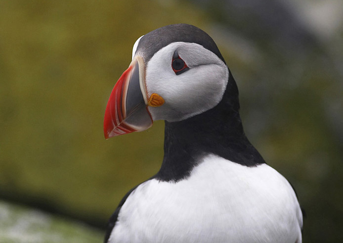 puffin01