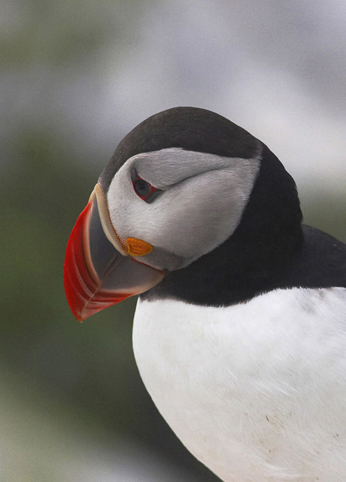 puffin05