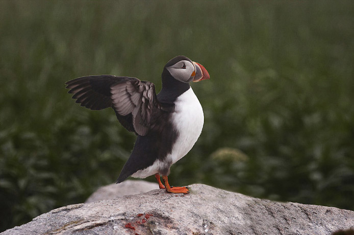 puffin06