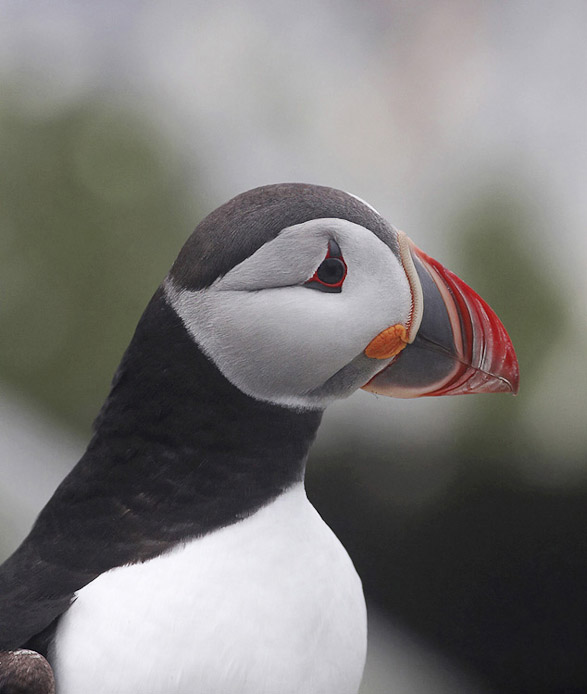 puffin07