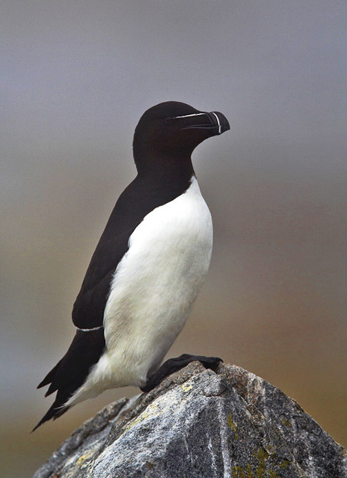 razorbill02