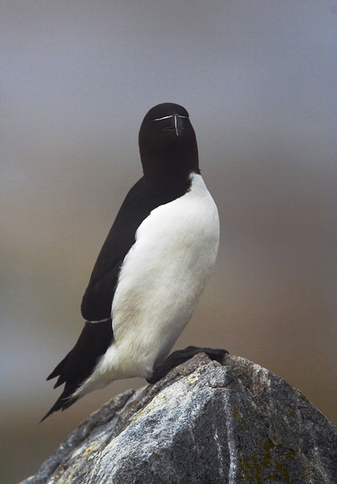 razorbill03