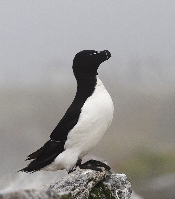 razorbill07