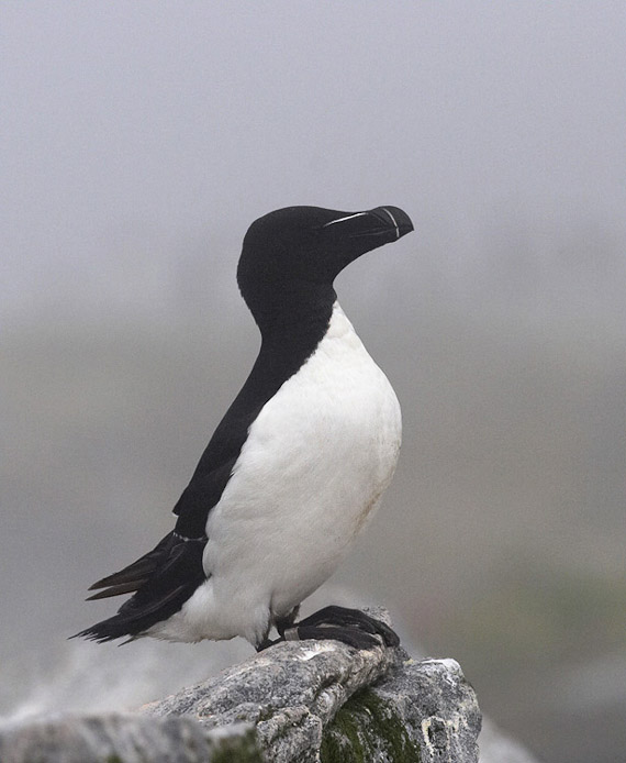 razorbill08