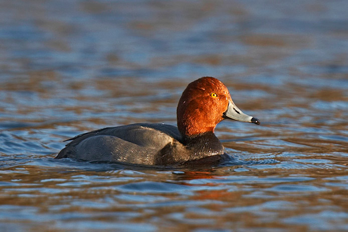 redhead2