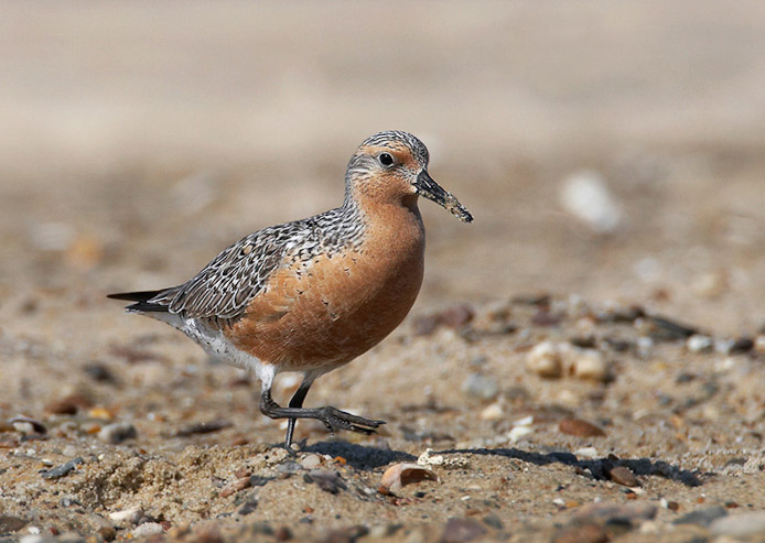 redknot01