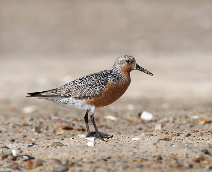 redknot03