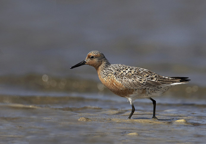 redknot04