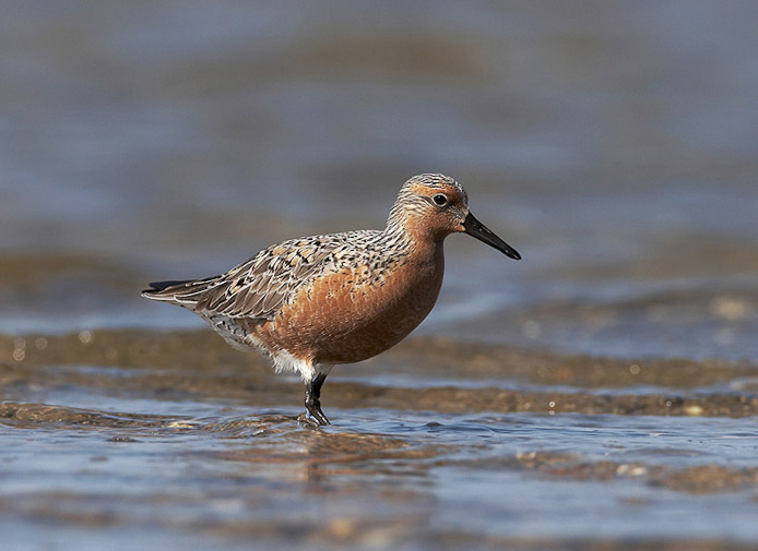 redknot05