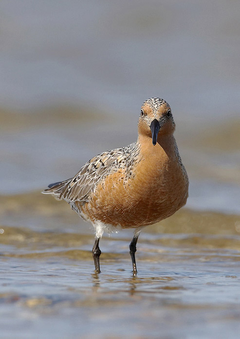 redknot07