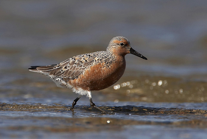 redknot08