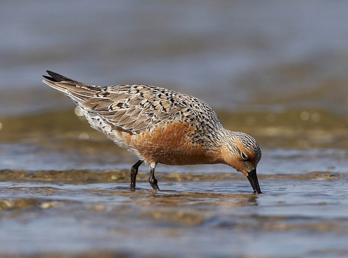 redknot09