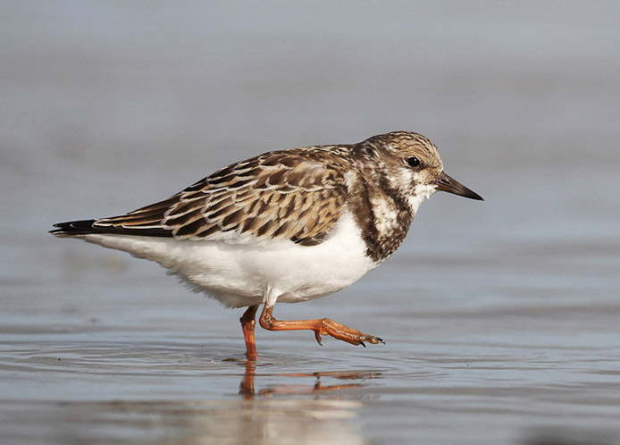 rudyturnstone02