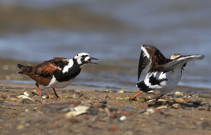 rudyturnstone04