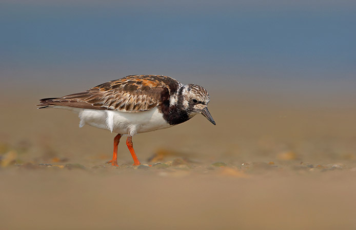 rudyturnstone07