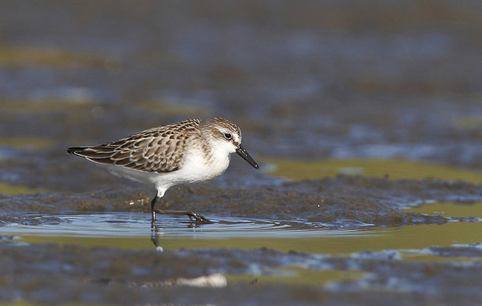 sanderling01