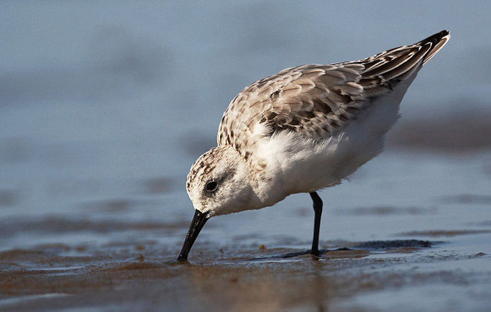 sanderling02