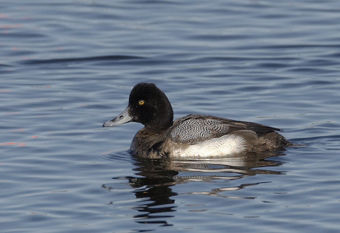 scaup01