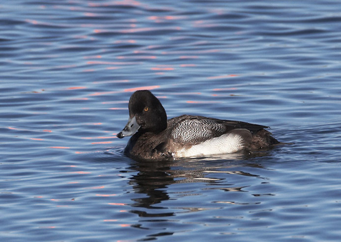 scaup02