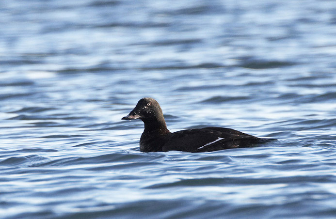 scoter02