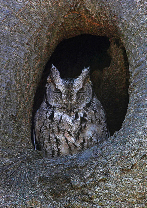 screechowl02