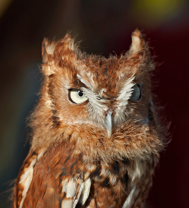 screechowl08