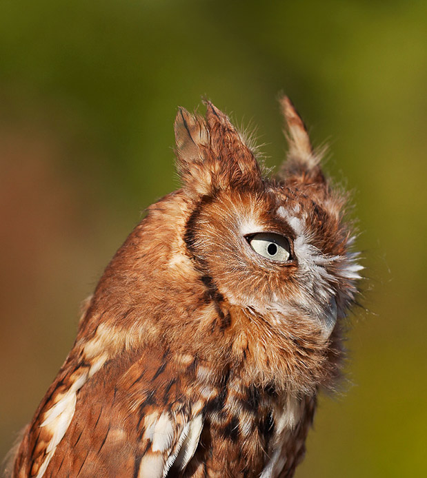 screechowl09