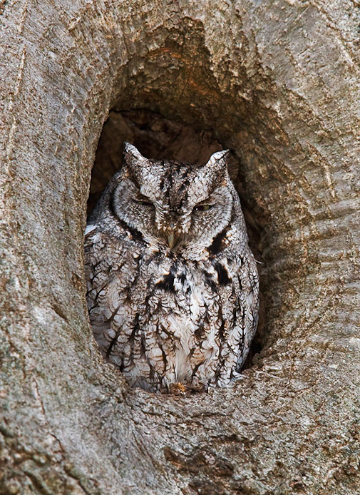 screechowl10