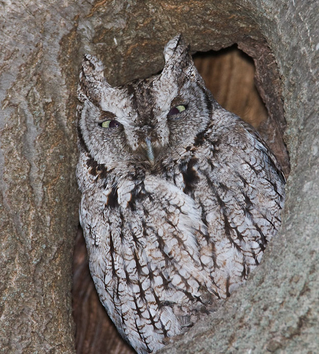 screechowl11