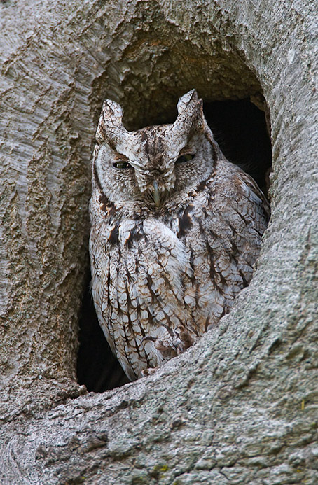 screechowl12