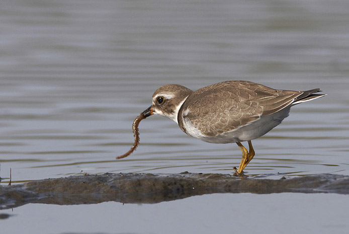 semipalmatedplover01