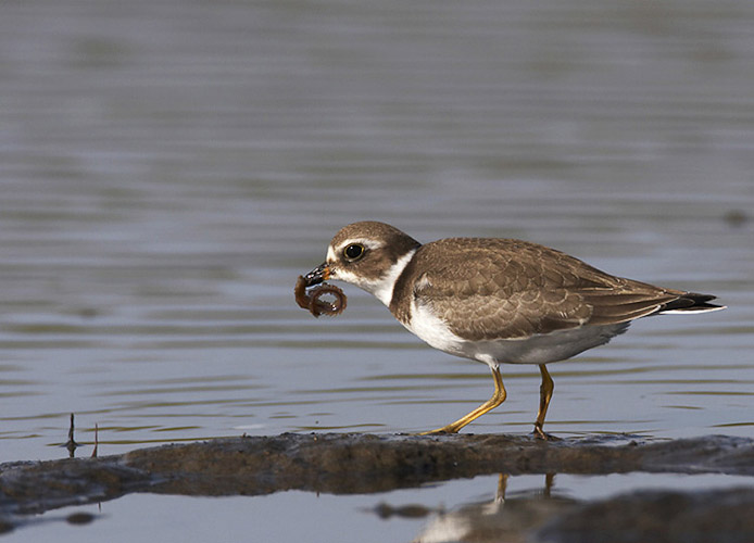 semipalmatedplover02