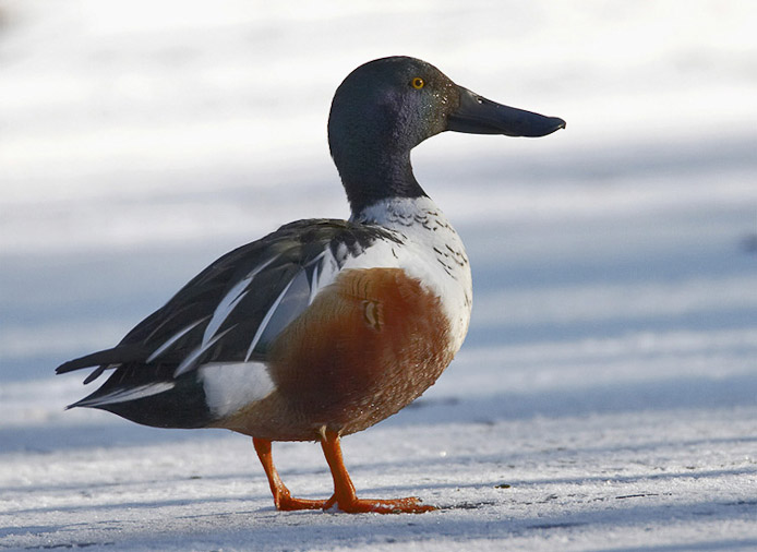 shoveler01