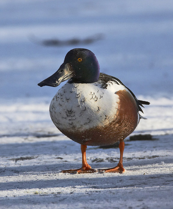 shoveler02