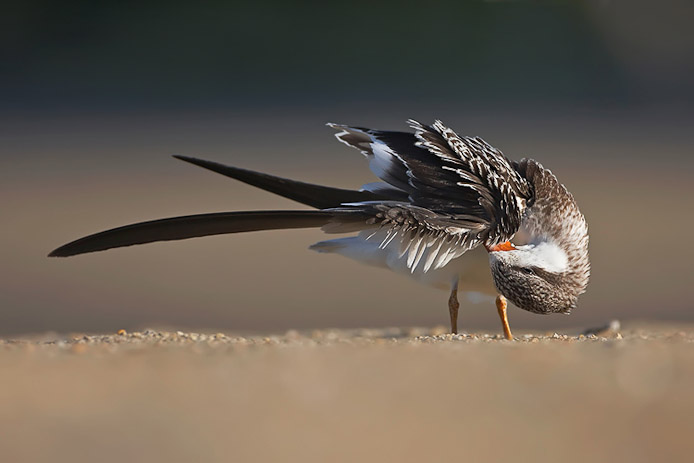 skimmer15