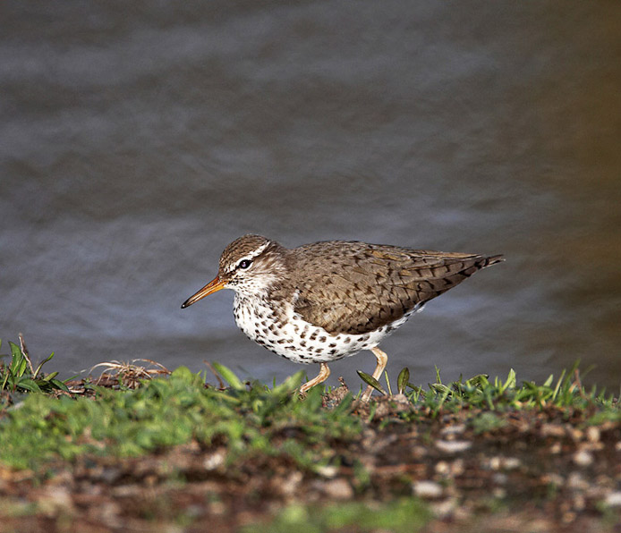 spottedsandpiper02