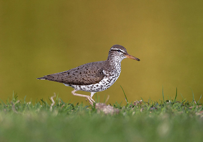 spottedsandpiper03